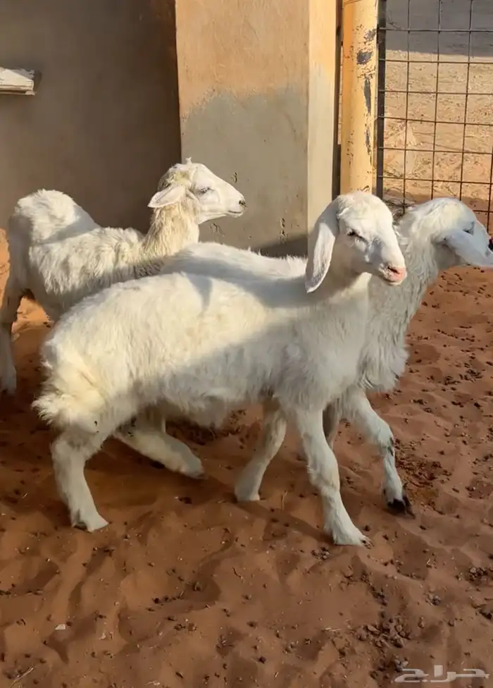 بهم رخال حريات 4