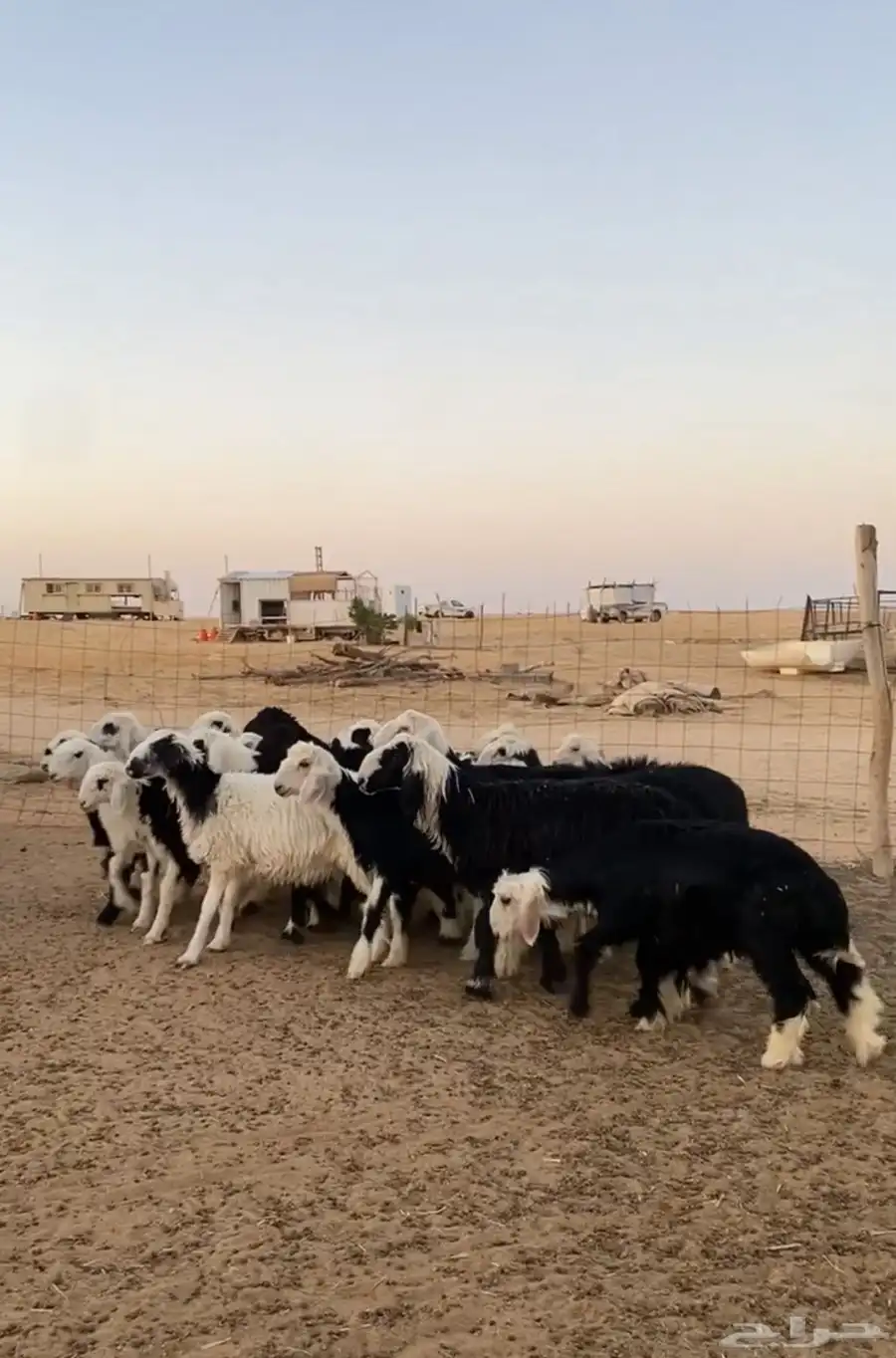 بهم نجدي index
