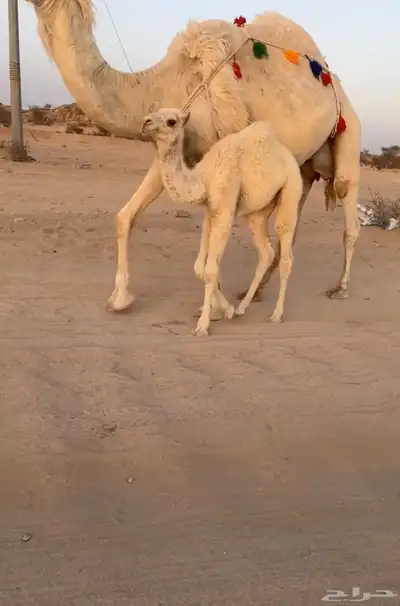 للبيع خلفه تحتها بكره تم البيييع 1