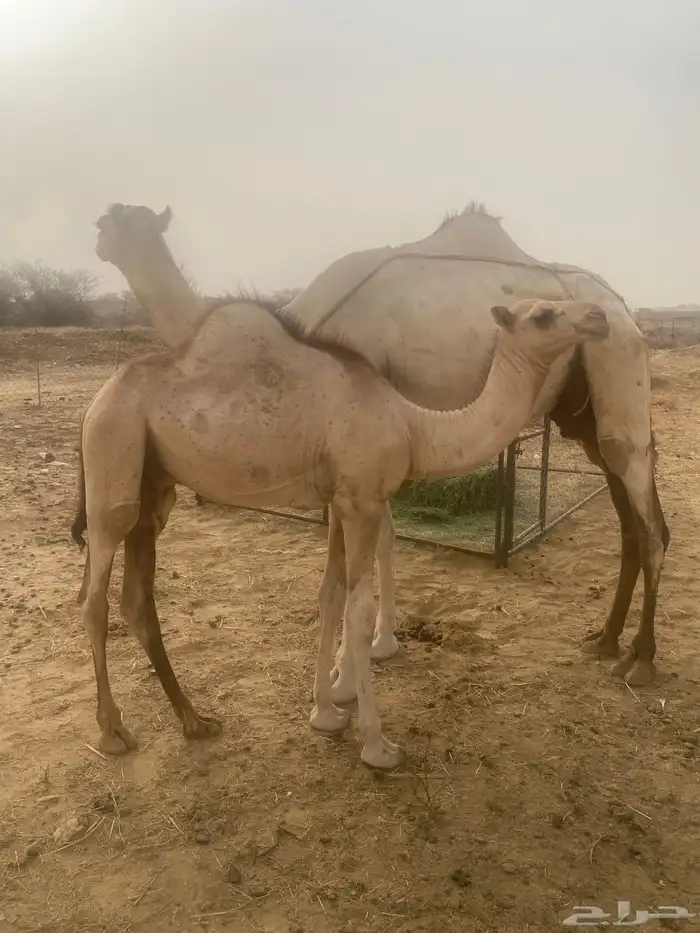 ناقه عليها قعود السن سدس 1