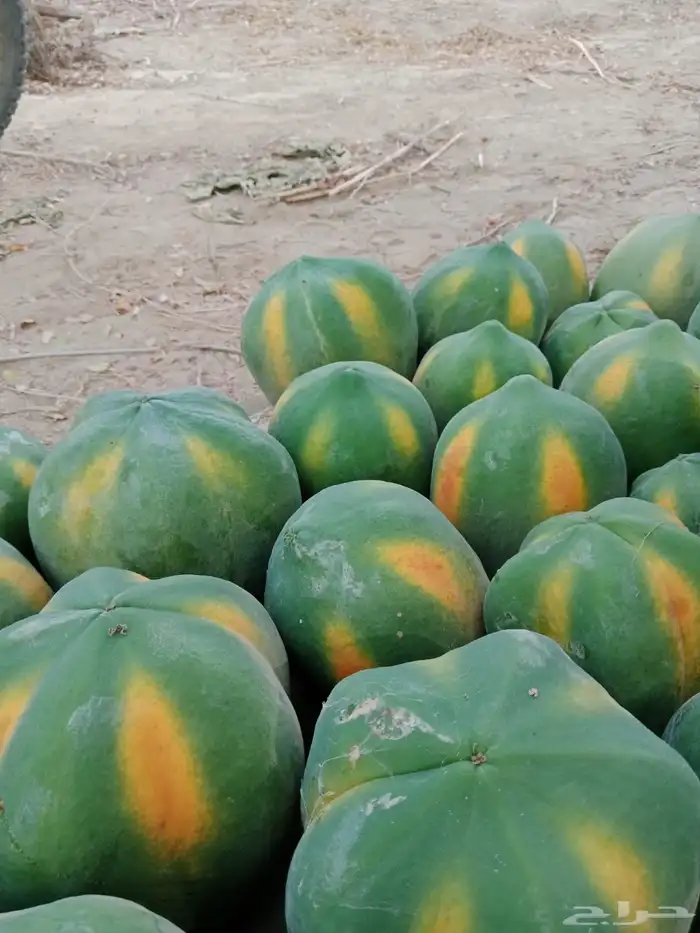 (عمبروت) بابايا 2