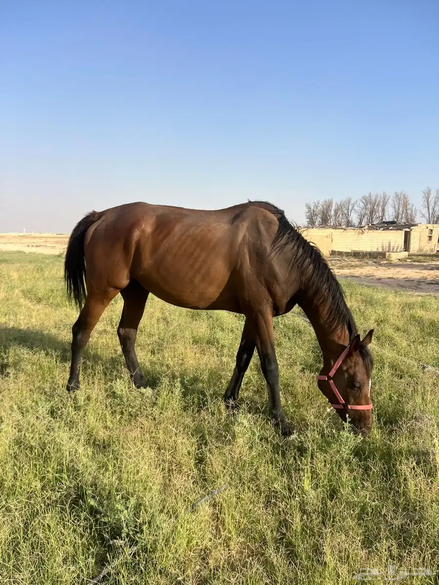 خيل إنجليزي للبيع شرط من كل شي سليم index