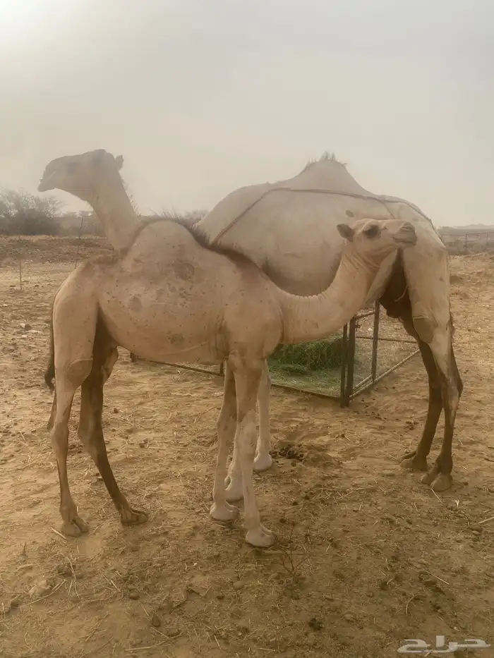 ناقه عليها قعود السن سدس 0