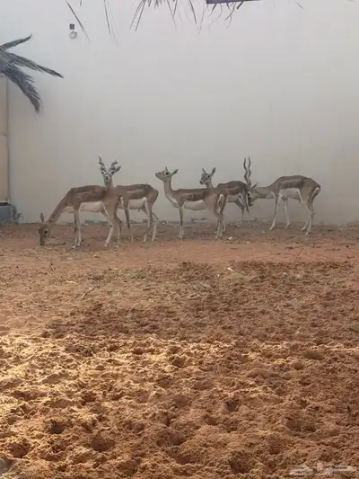 غازلان البلاك باك منتجه شرط 0
