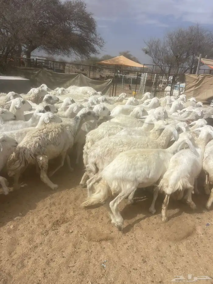 للبيع حريات مراح 1