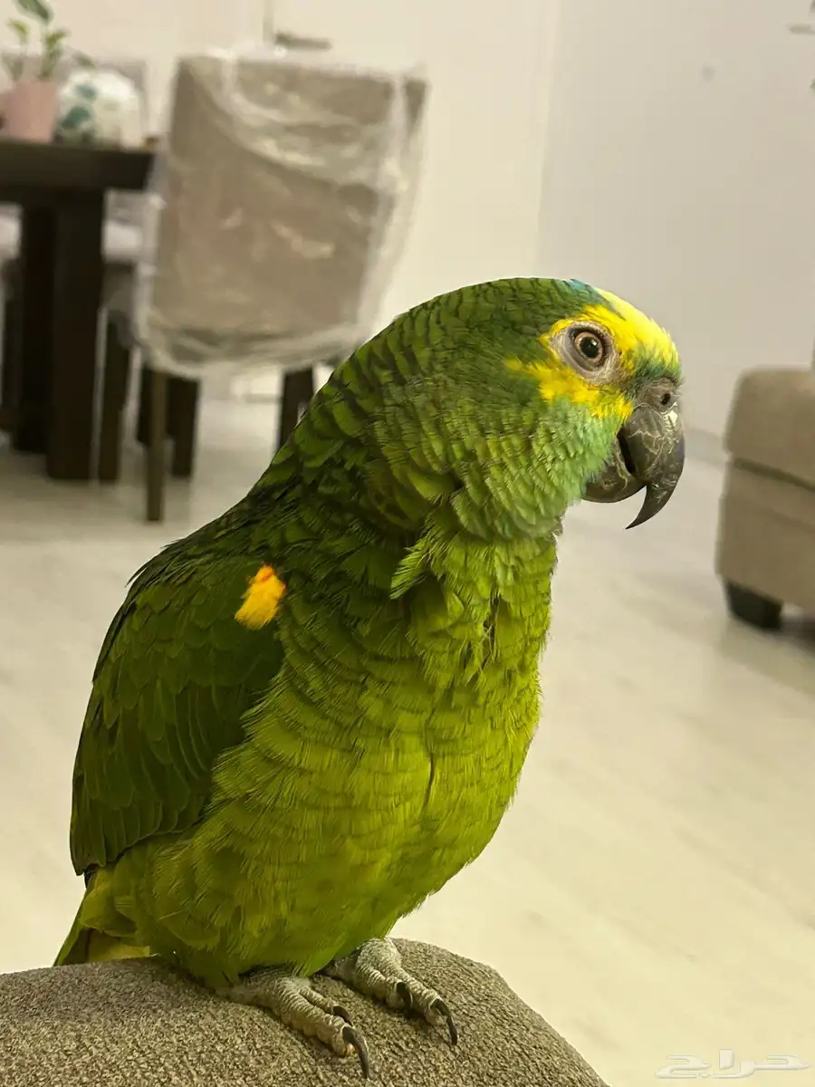 بغبغاء امزوني 2