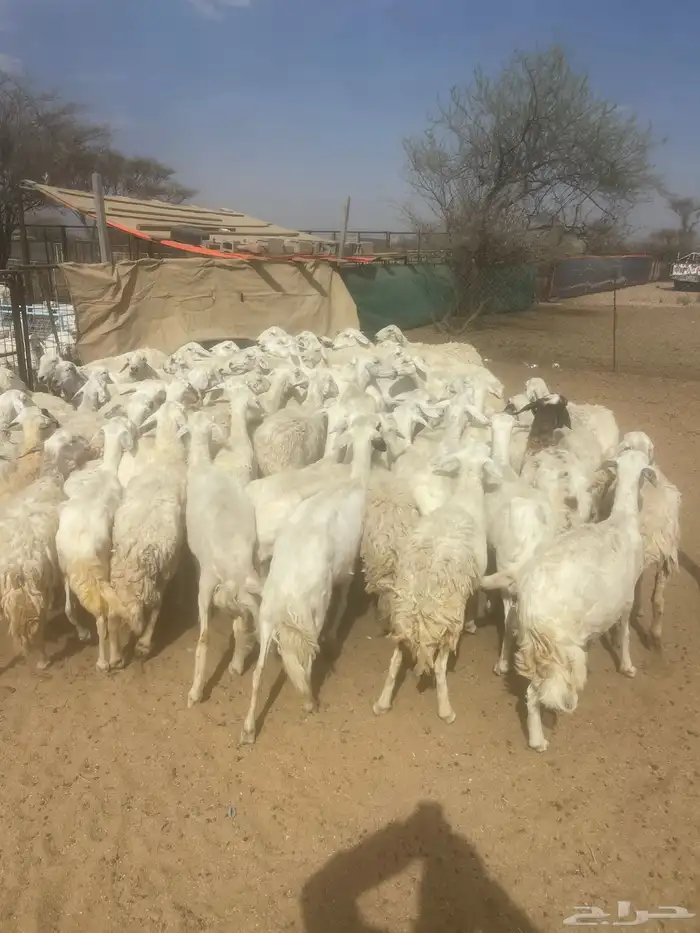 للبيع حريات مراح 0