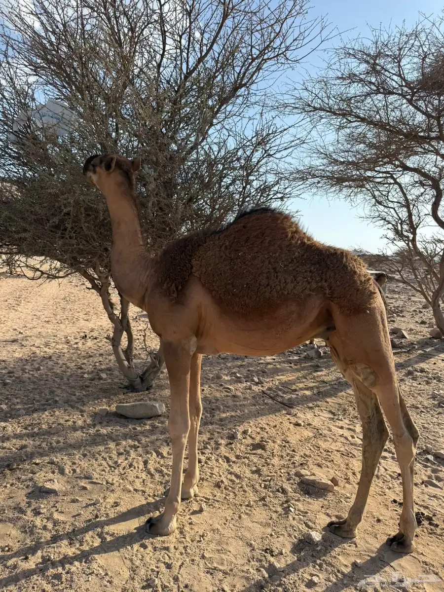 قعود مزيون 0