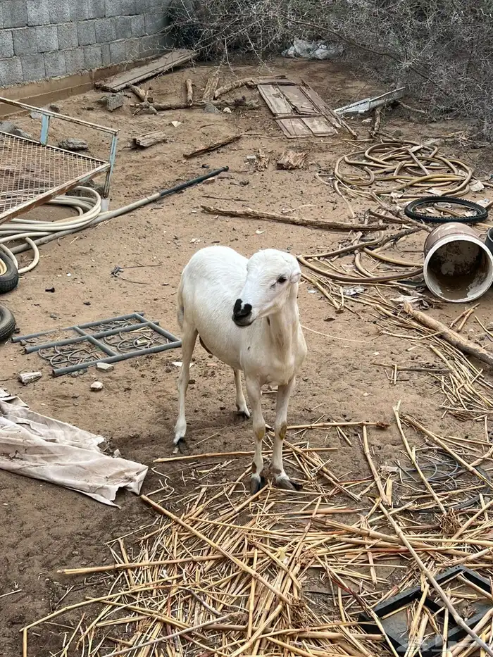 كبش فحل رفيدي أصمع 3