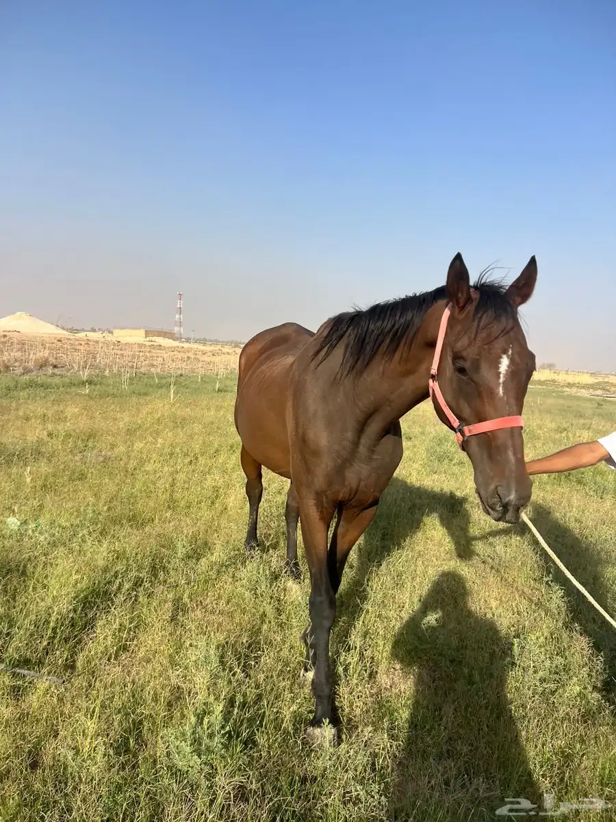 خيل إنجليزي للبيع شرط من كل شي سليم index
