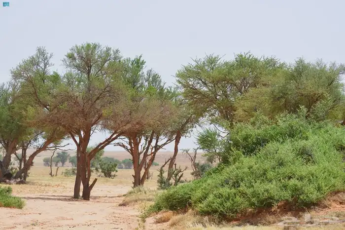 بذور طلح النجدي 2