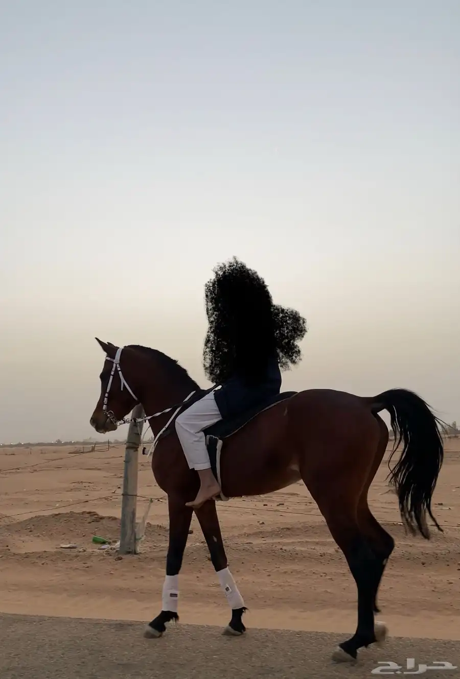 حصان واهو index