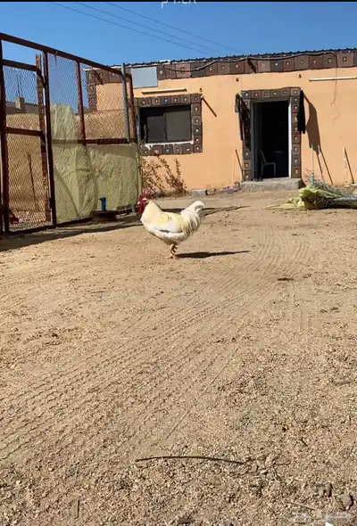 ديك تركي 0