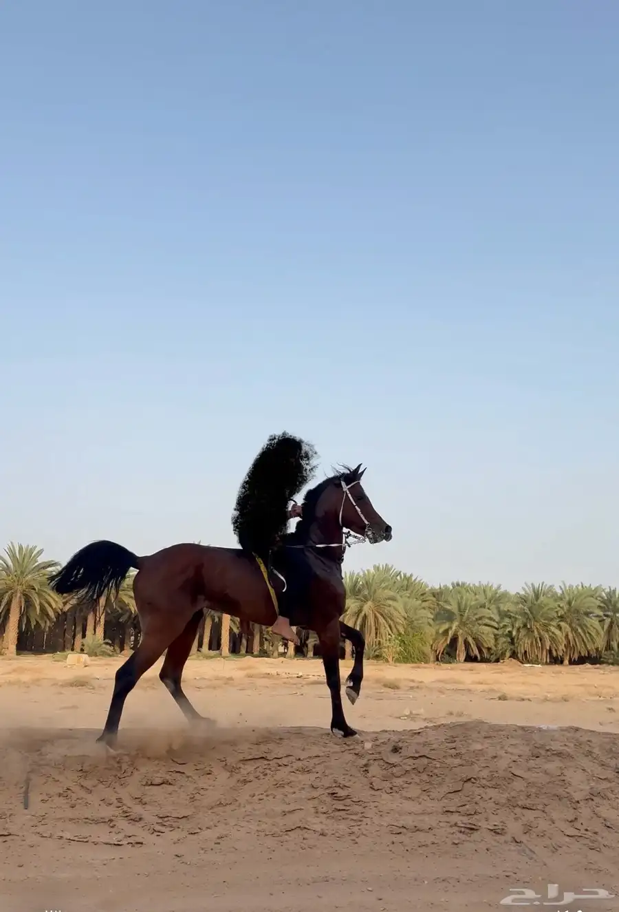 حصان واهو index