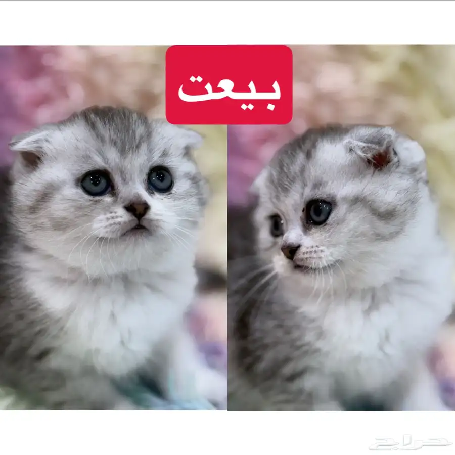 قطط كيتن سكوتش فولد و هملايا 7