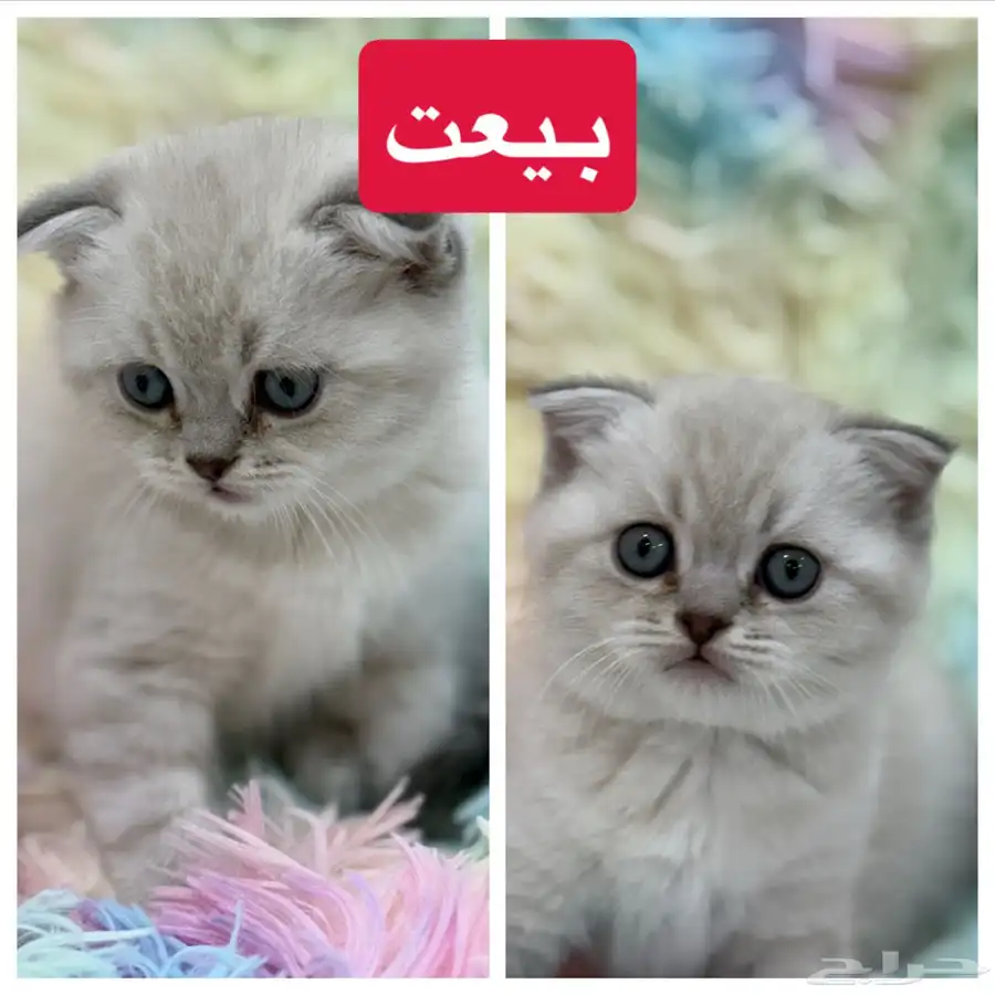قطط كيتن سكوتش فولد و هملايا 5