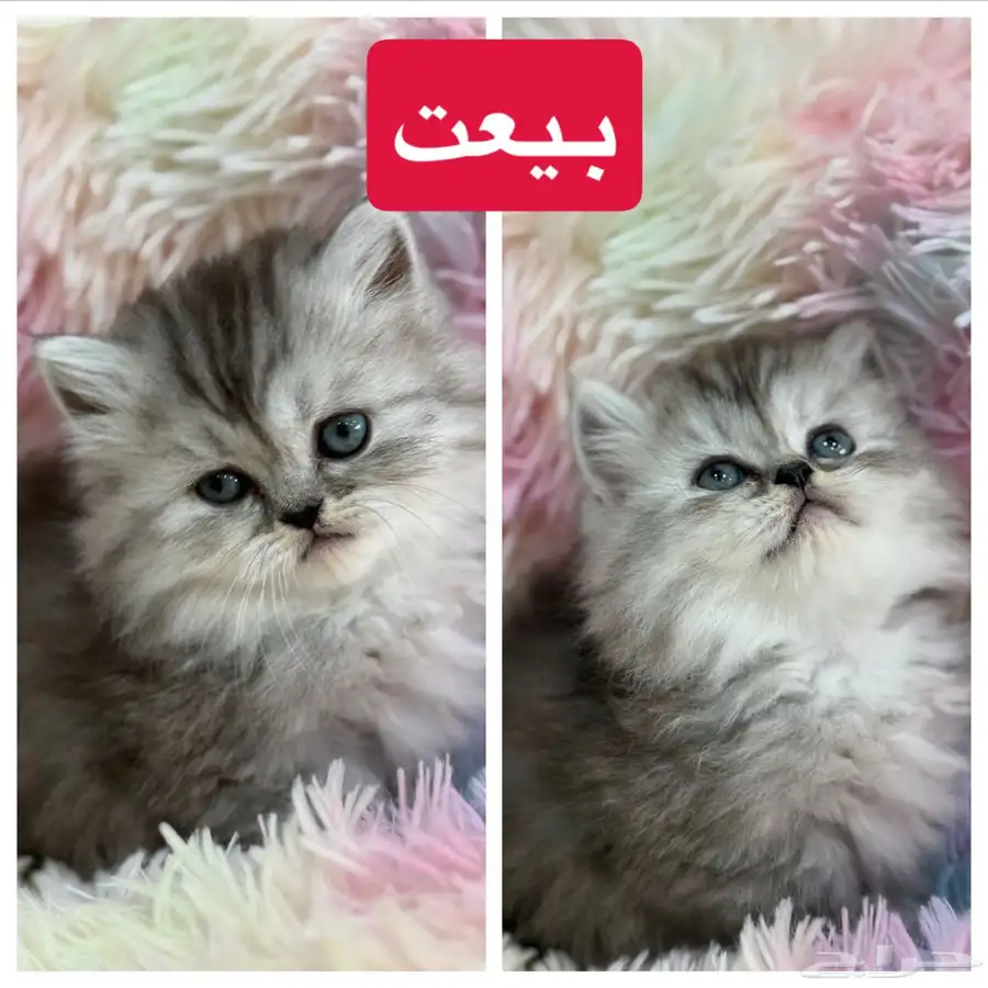 قطط كيتن سكوتش فولد و هملايا 6