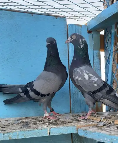 حمام 0