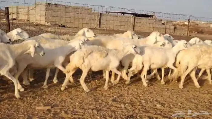 غنم صنف ومراح واحد وحرش ودفيع 3
