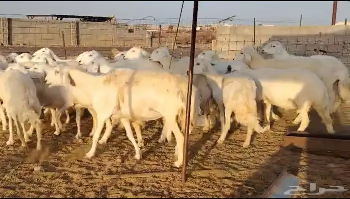 غنم صنف ومراح واحد وحرش ودفيع 2