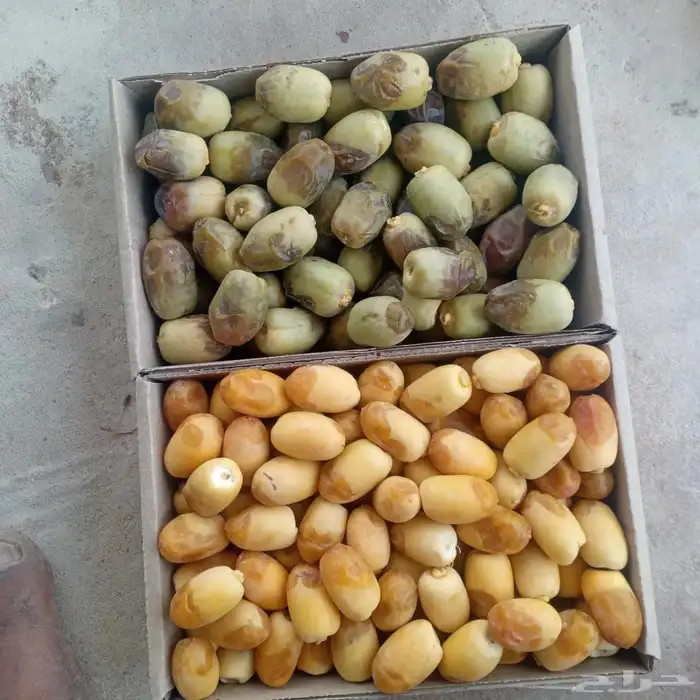 رطب الاحساء من مزرعتنا فرش الى الدمام 3