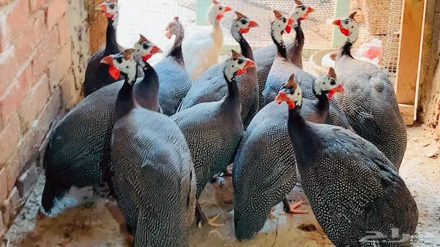 صيصان دجاج حبشي فرعوني 5