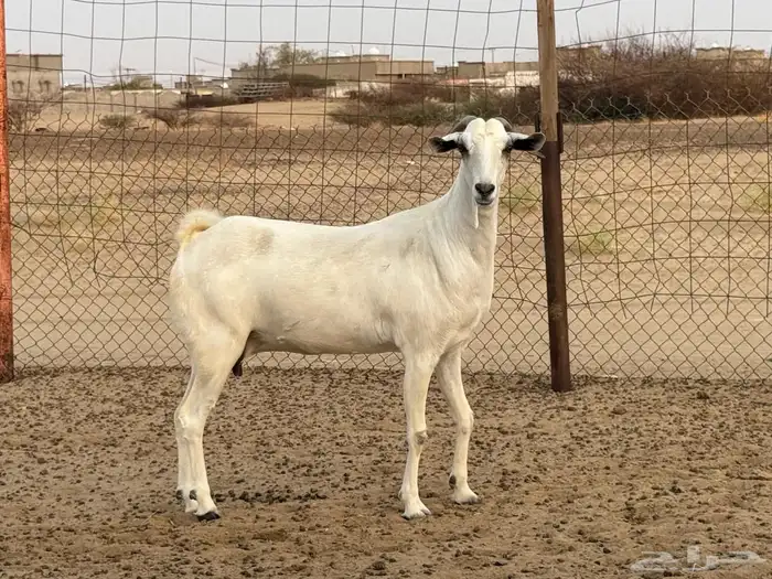 عنز بيشيه 1