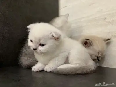 قطط للحجز 0