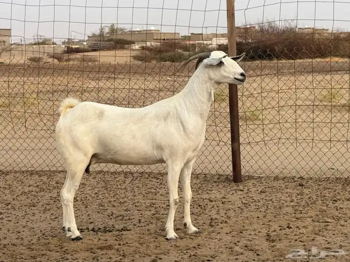 عنز بيشيه 0