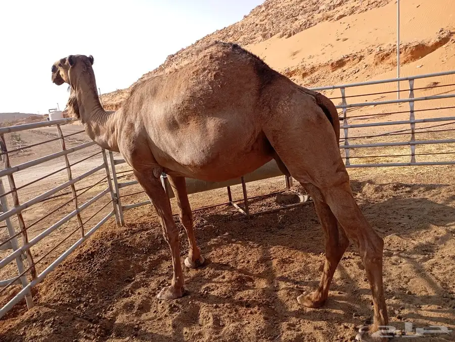 ناقه صفرا 1