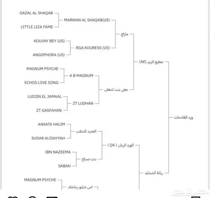 حصان واهو فاخر(تم البيع) 2