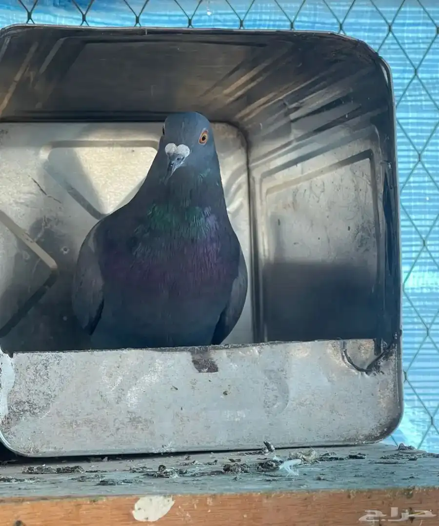 حمام البيع مستعجل كلهن 30 0