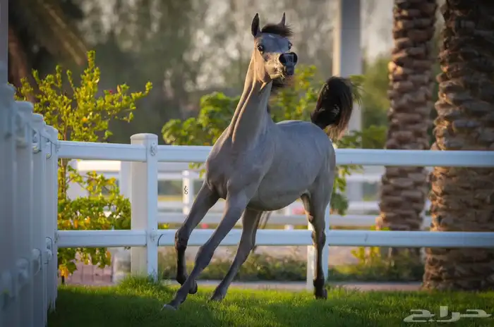 مطلوب موصل خيل(جده-الدمام) 1