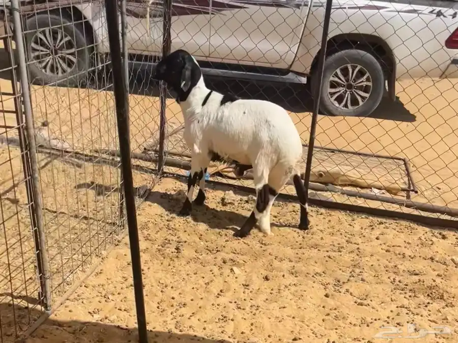 سواكني جذع 0