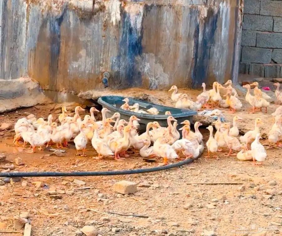 بط عمر شهر ونص 0