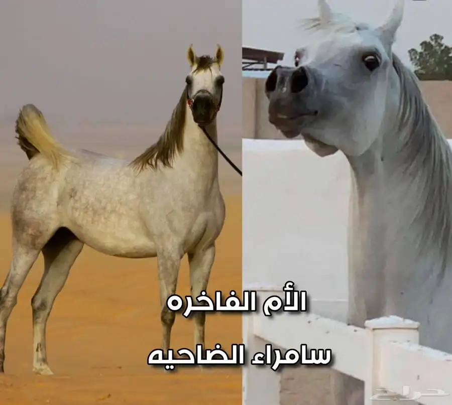 مهرة واهو فاخرة index