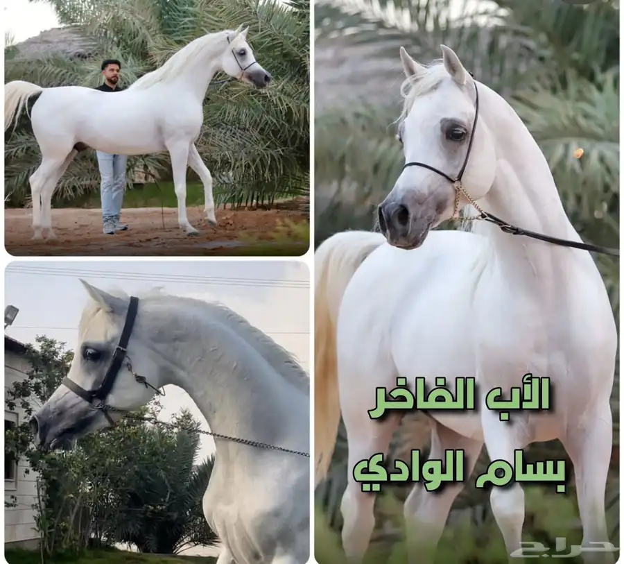 مهرة واهو فاخرة index