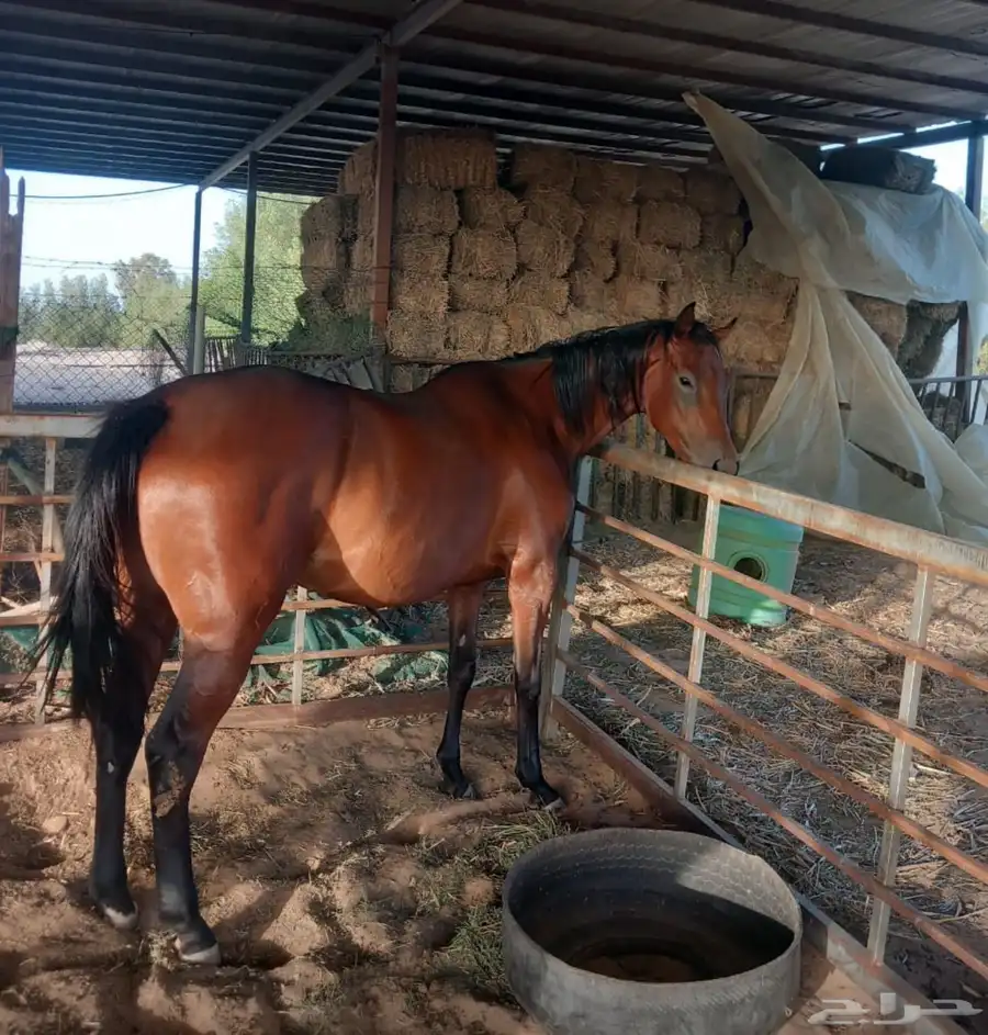 خيل للبيع بحالة ممتازة index