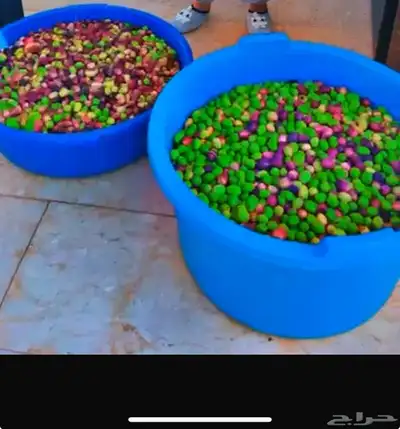 للبيع شجر زيتون مثمر ونظيف وطيب 0
