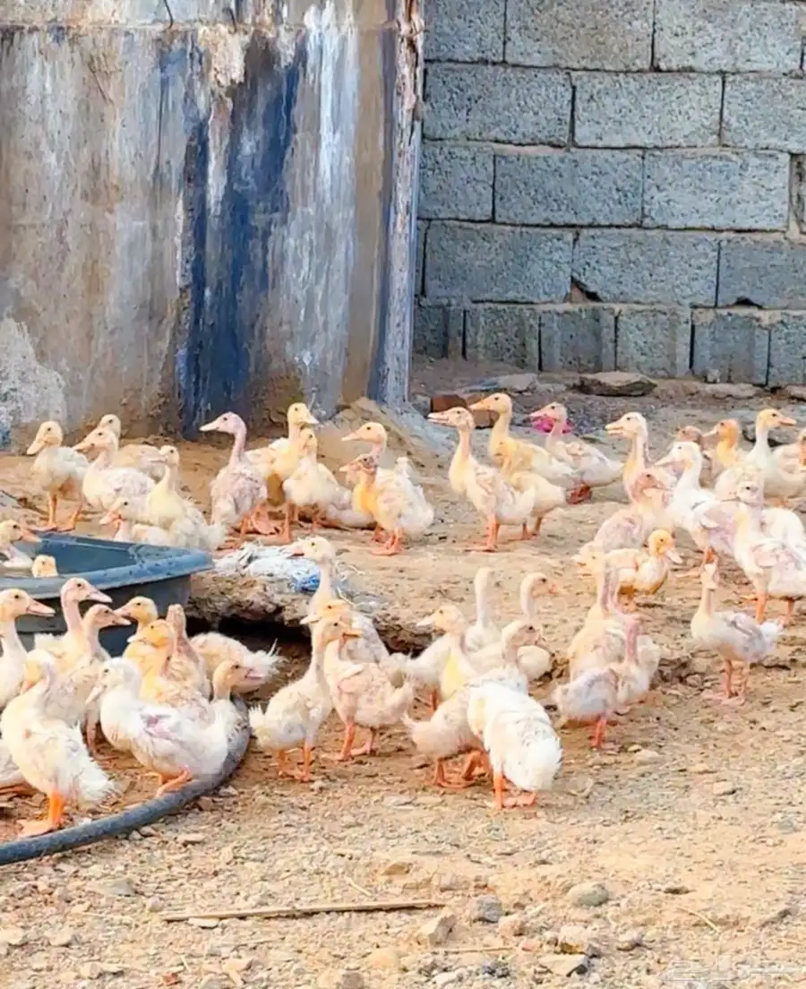 بط عمر شهر ونص 1