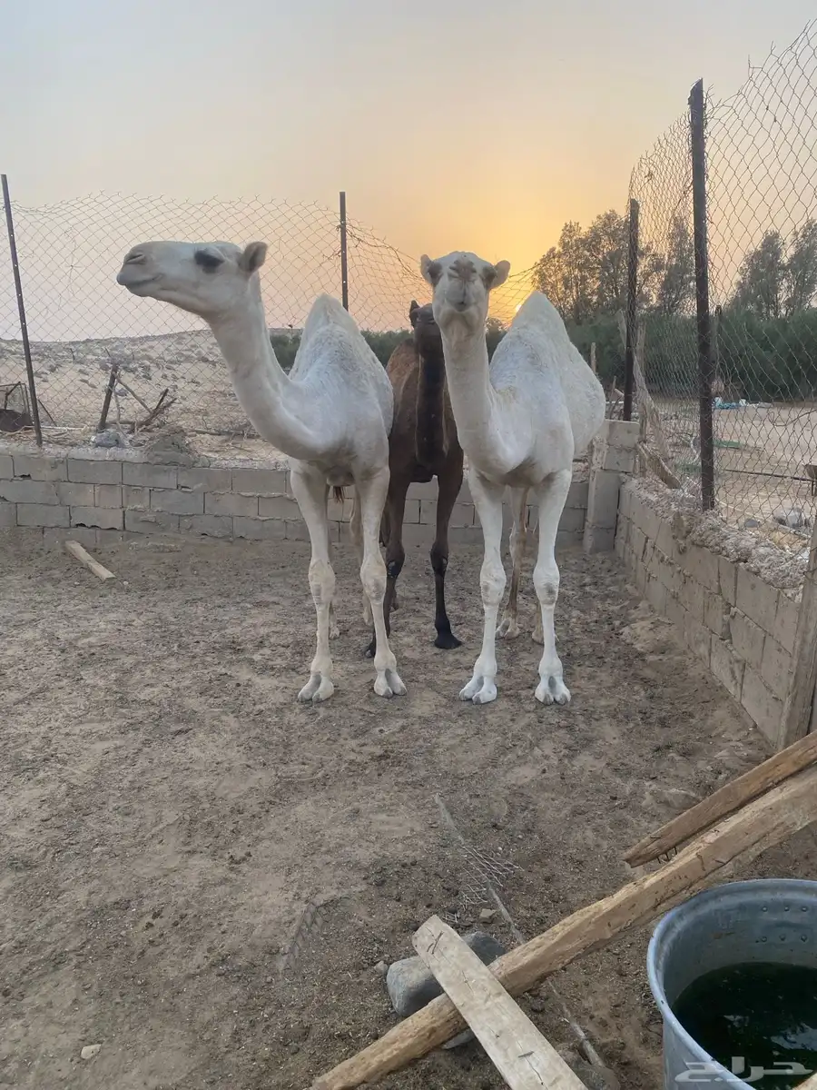 قعدان وضح للبيع فل الفل 5
