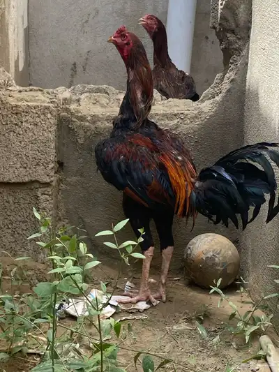 ديك باكستاني 0