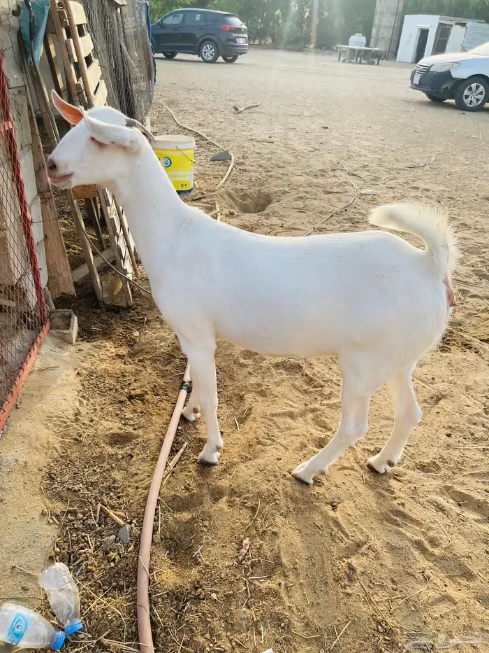 جفره ببشيه 3
