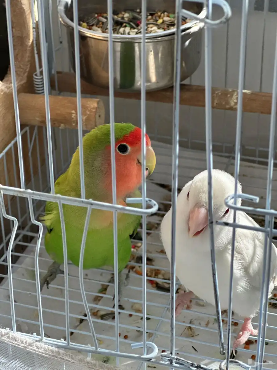 روز جوز منتج شرط وحد ليف 0