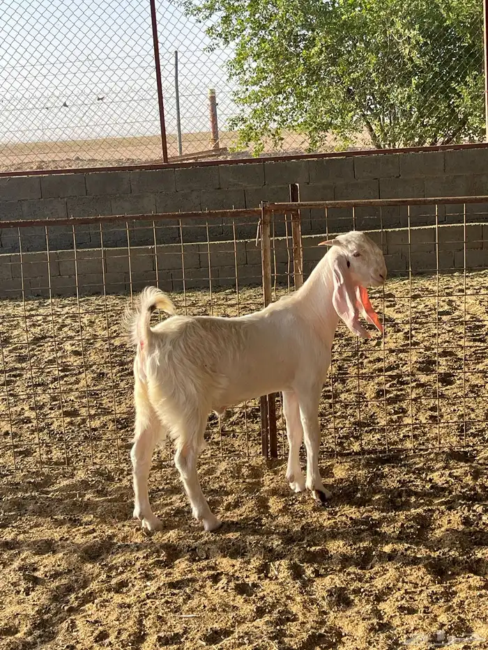 للبيع مشاريع فحول ماعز أبيض مطوره 5