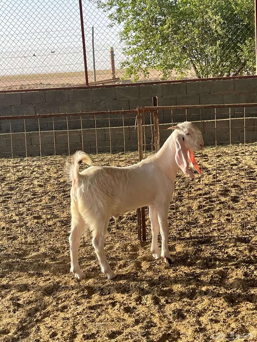 للبيع مشاريع فحول ماعز أبيض مطوره 5