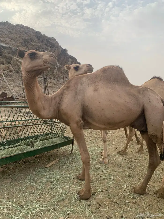 أبل 3