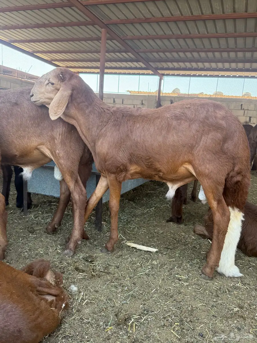 سواكن حمري جبر مربوط خمس شهور 1