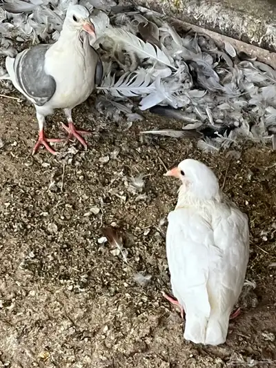 بط و زغاليل للبيع 4