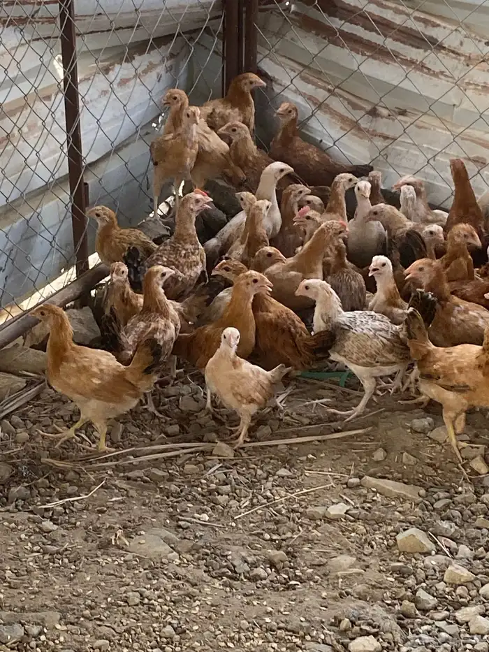 دجاج 8